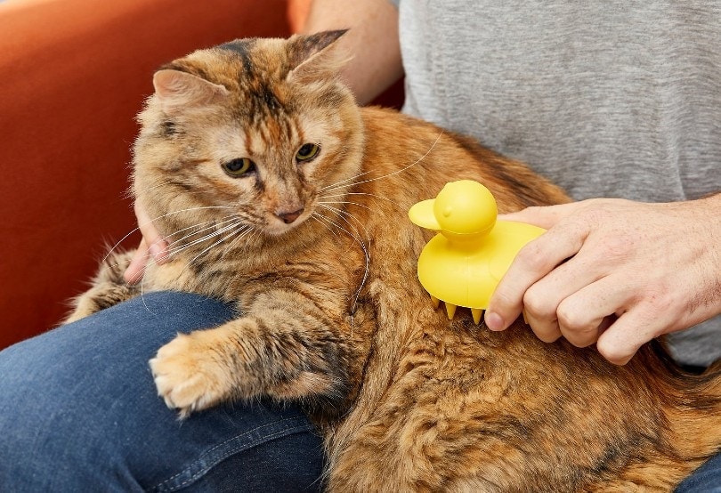 cat on a man's lap being brushed