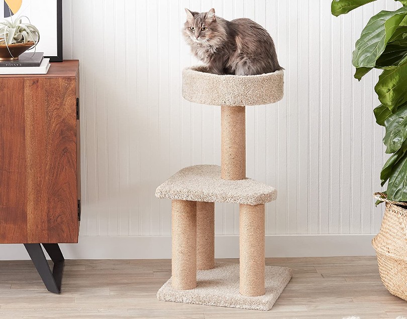 cat on top of cat tree