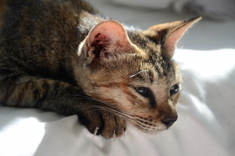 cat resting