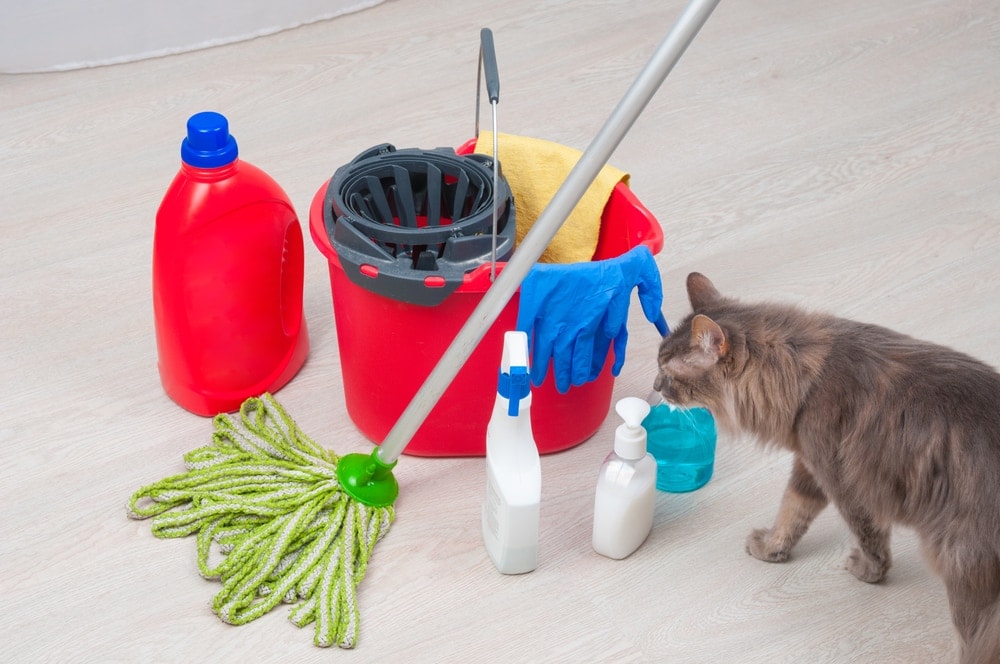 cat sniffing chemicals