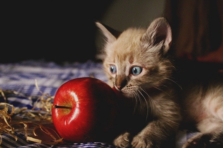cat with apple