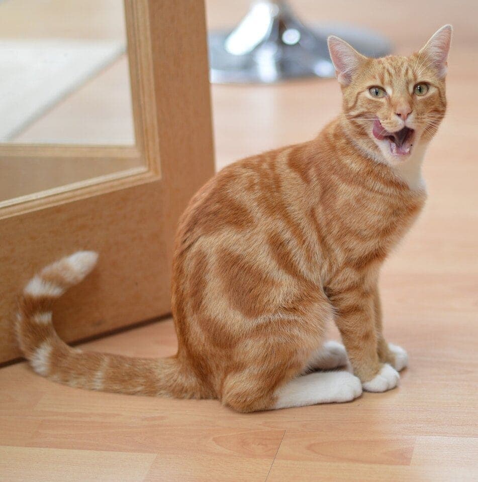 cat hiccup