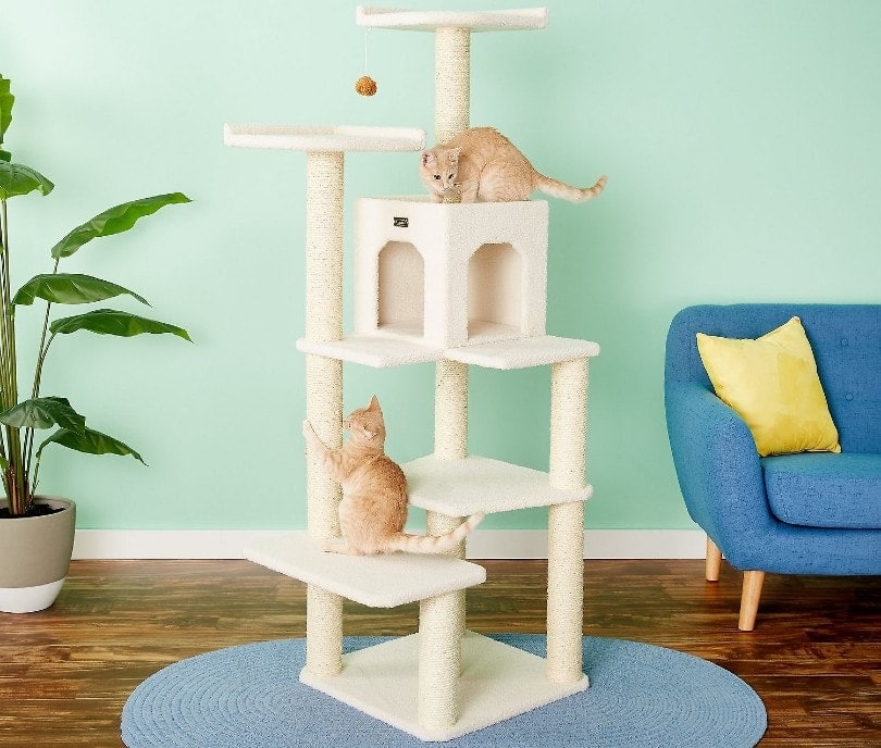cats on a cat tree