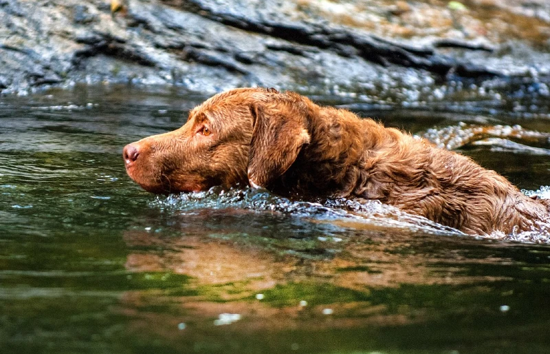 chesapeake bay retriever dog swimming outdoors