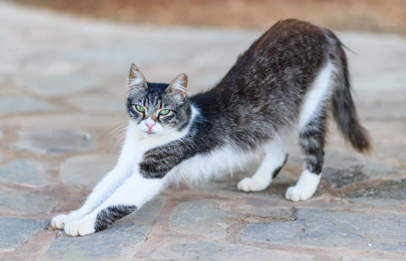 cyprus cat with green eyes stretching in the street