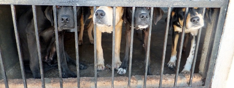 dogs inside cages