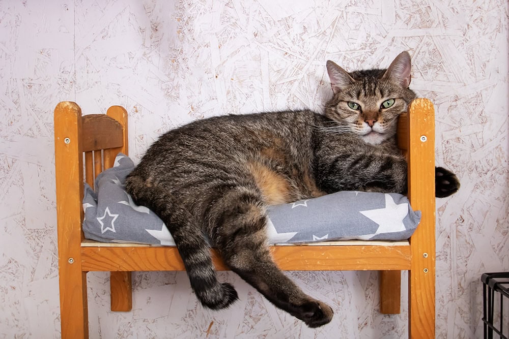 domestic shorthair cat lying on cat bed