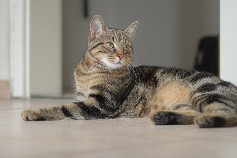 european shorthair cat lying on the floor