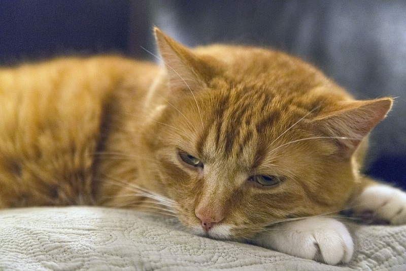 exhausted cat