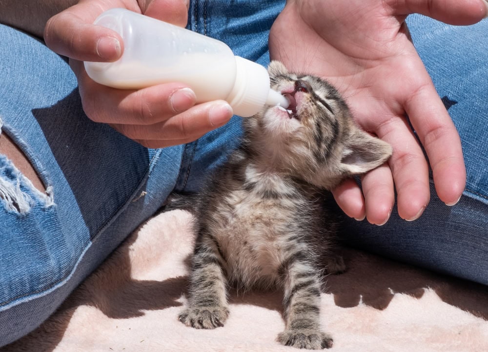 feeding a baby kitten with a bottle of milk