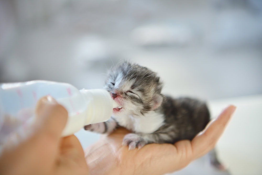 feeding newborn kitten with bottle of milk