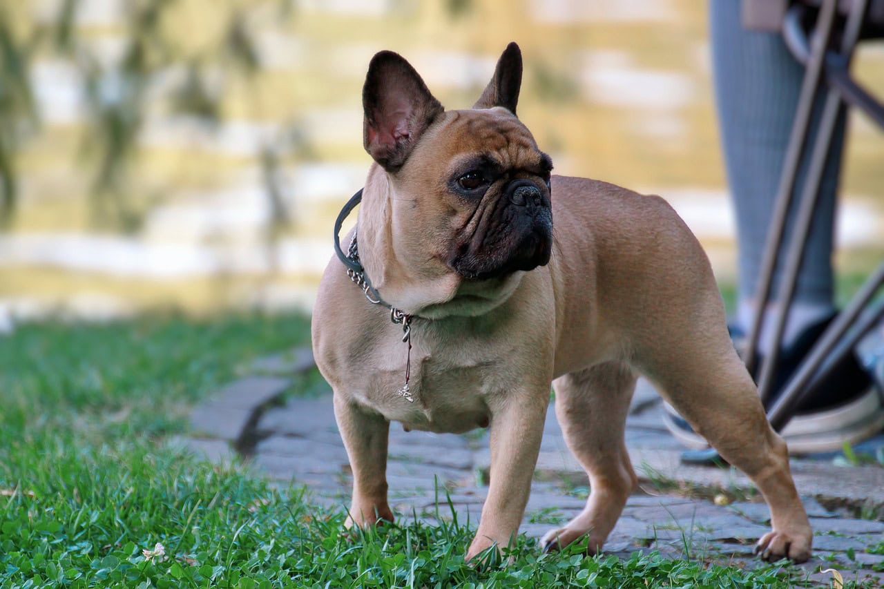 french bulldog looking back
