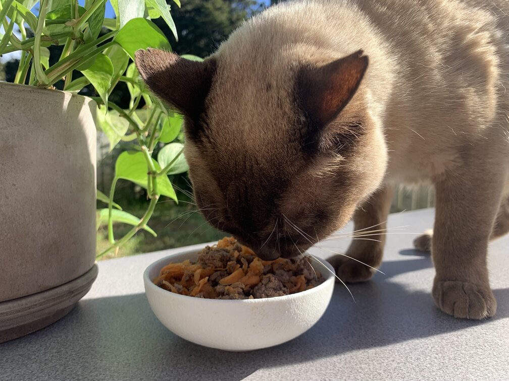 burmese cat eating fresh cooked beef and carrot homemade cat food recipe vet approved