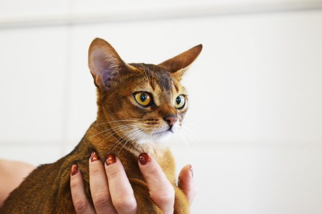 How Much Does an Abyssinian Cat Cost? 2026 Price Guide | Hepper Pet ...