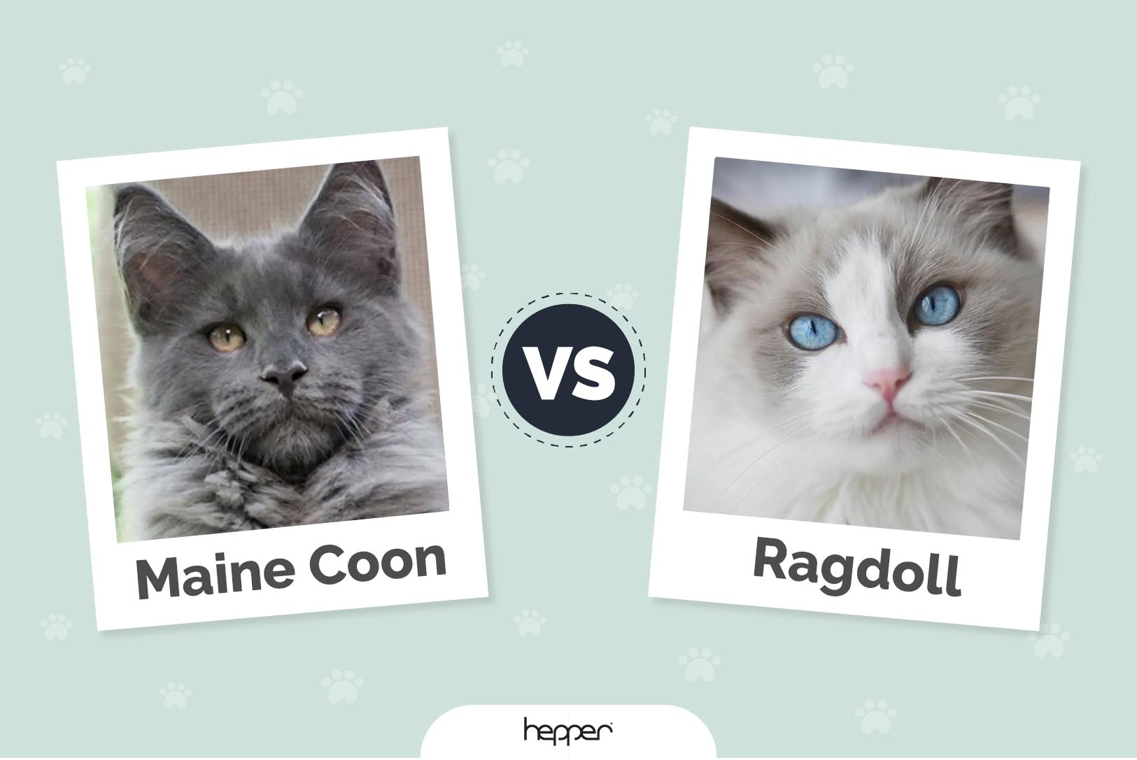 maine coon vs ragdoll