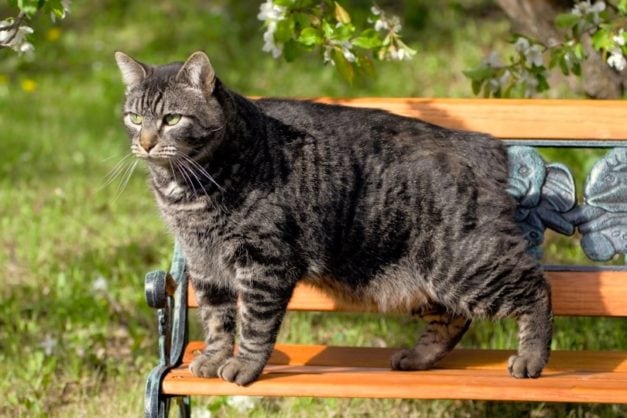 10 European Cat Breeds: Info, Pictures & History | Hepper Pet Resources
