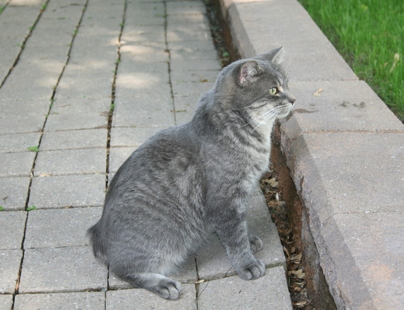 manx cat
