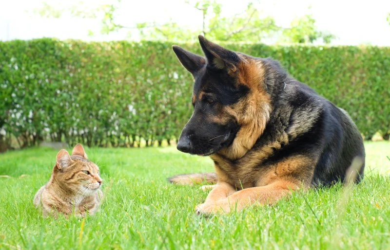orange cat and german shepherd dog looking at each other while lying grass outdoors