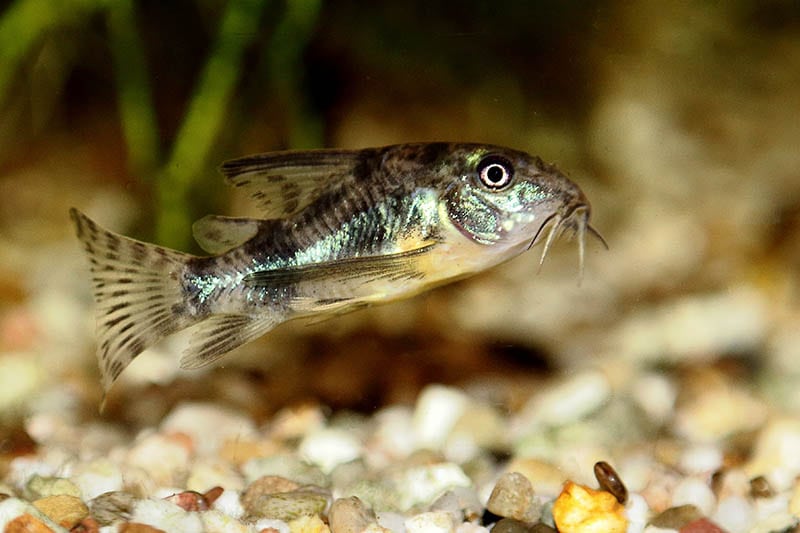 peppered cory catfish at the bottom of the tank