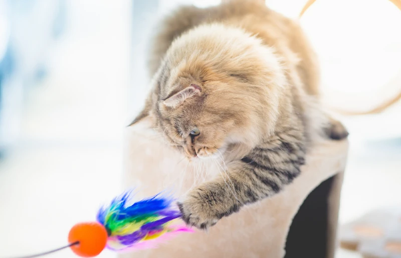 persian cat playing with feathered toy