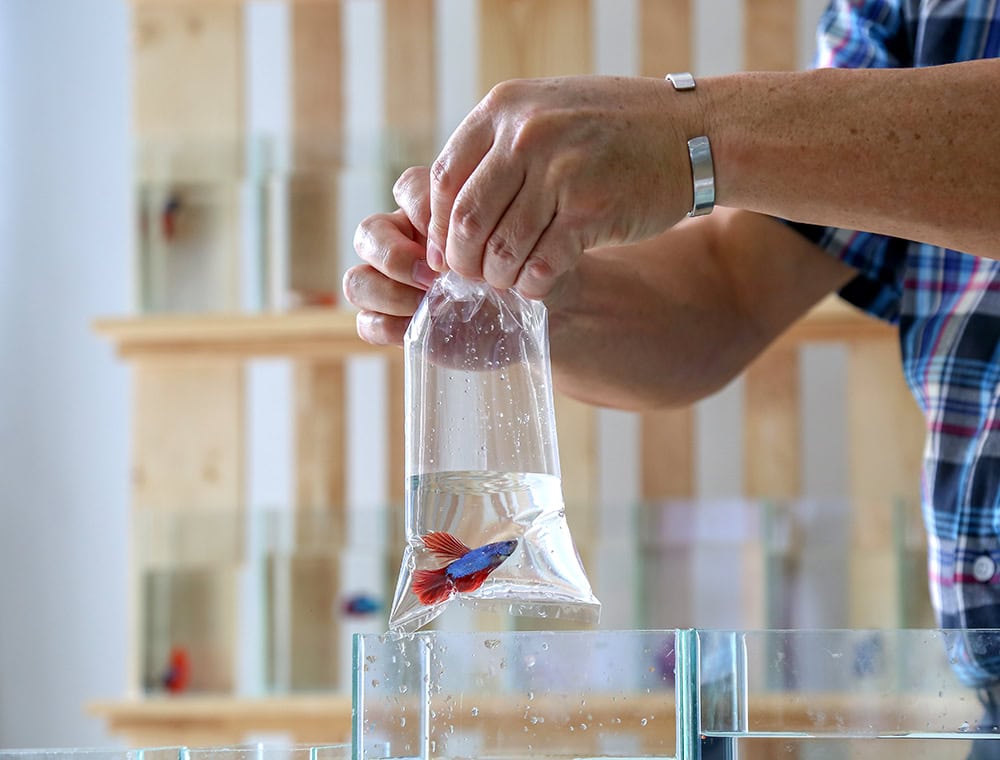 person transferred betta fish to a plastic bag