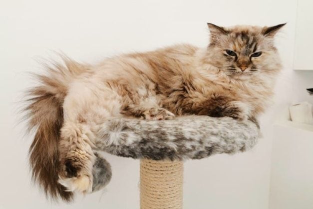 10 Common Ragdoll Cat Health Problems: Vet-Reviewed Facts | Hepper Pet ...