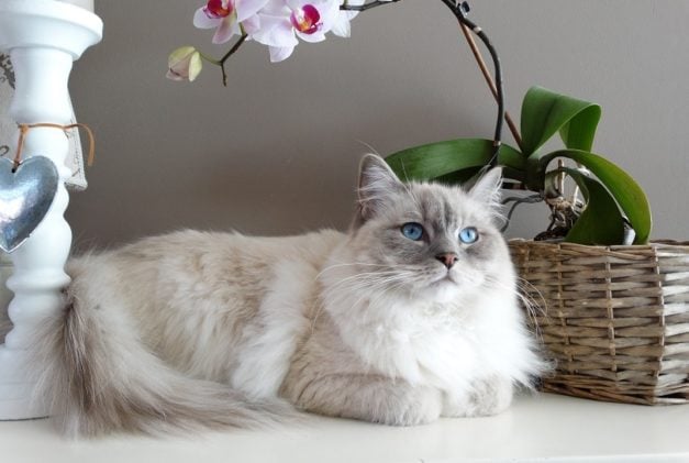 Birman vs Ragdoll Cats: The Differences (With Pictures) | Hepper Pet ...