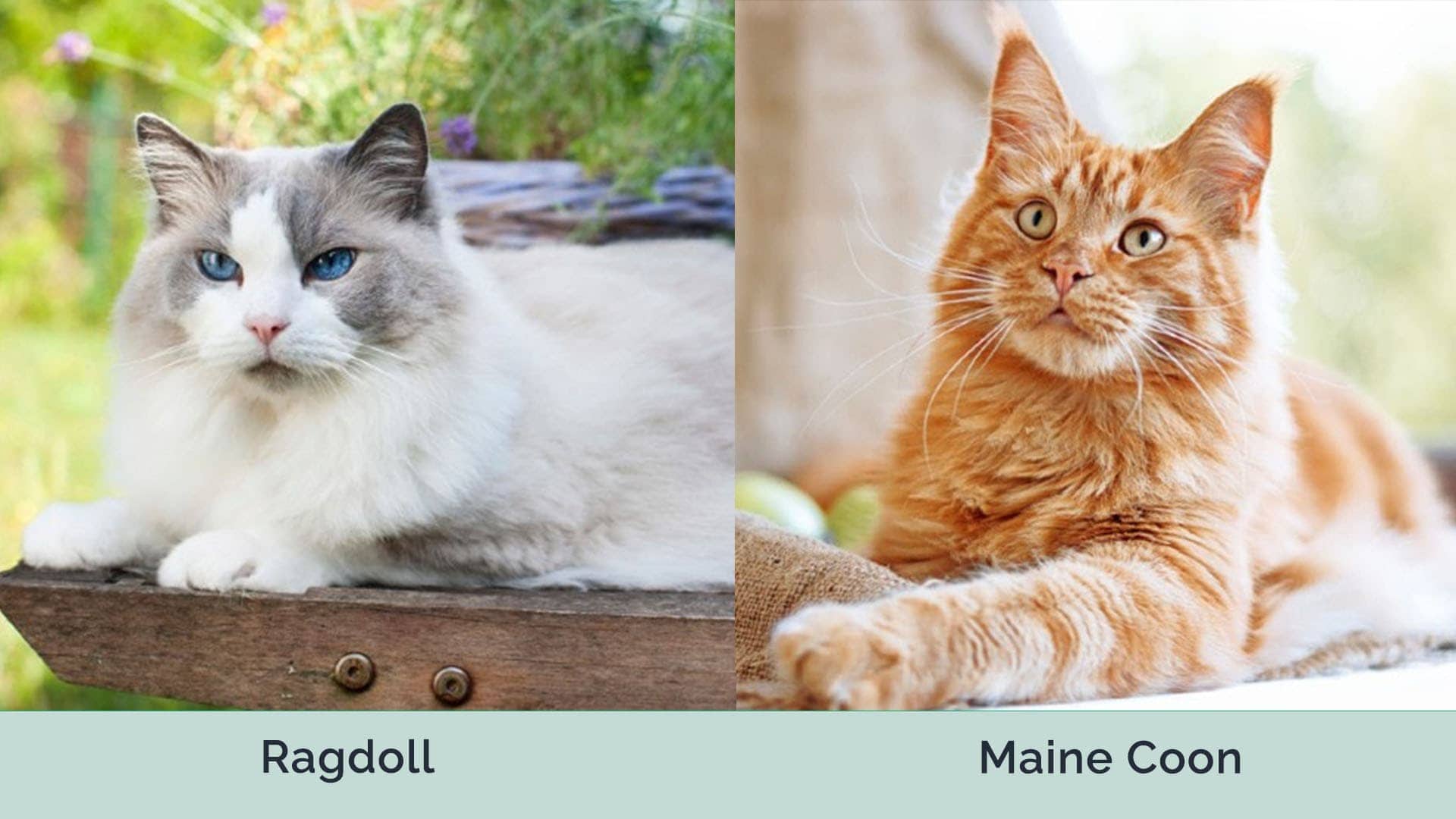 ragdoll vs maine coon