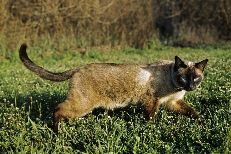 seal point siamese cat walking on grass