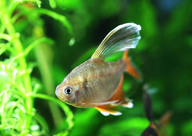 serpae tetra or long fin red minor tetra inside the aquarium