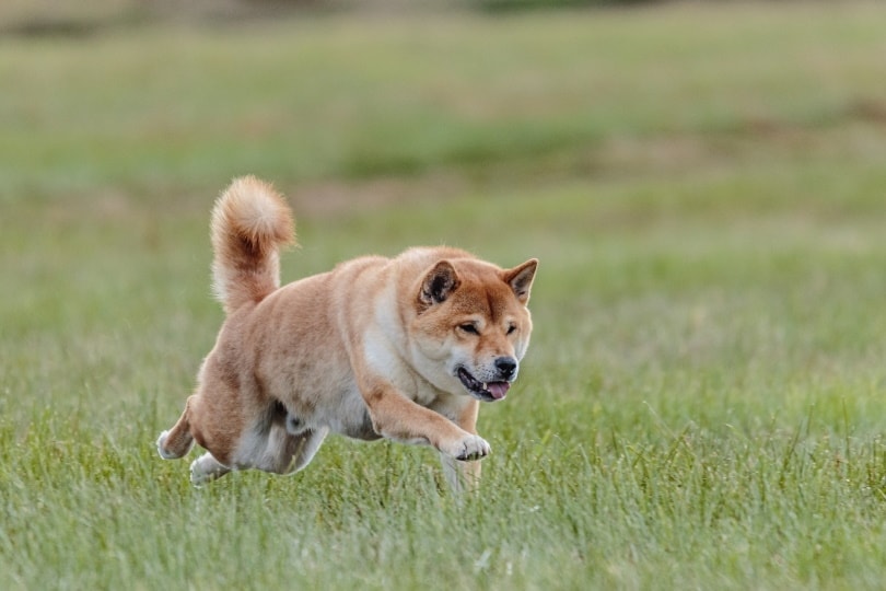 shiba inu dog running in the field