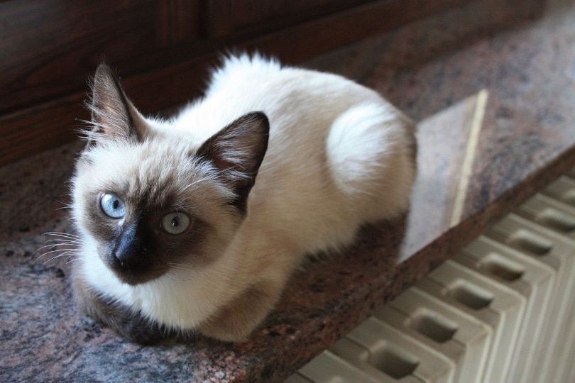 siamese kitten