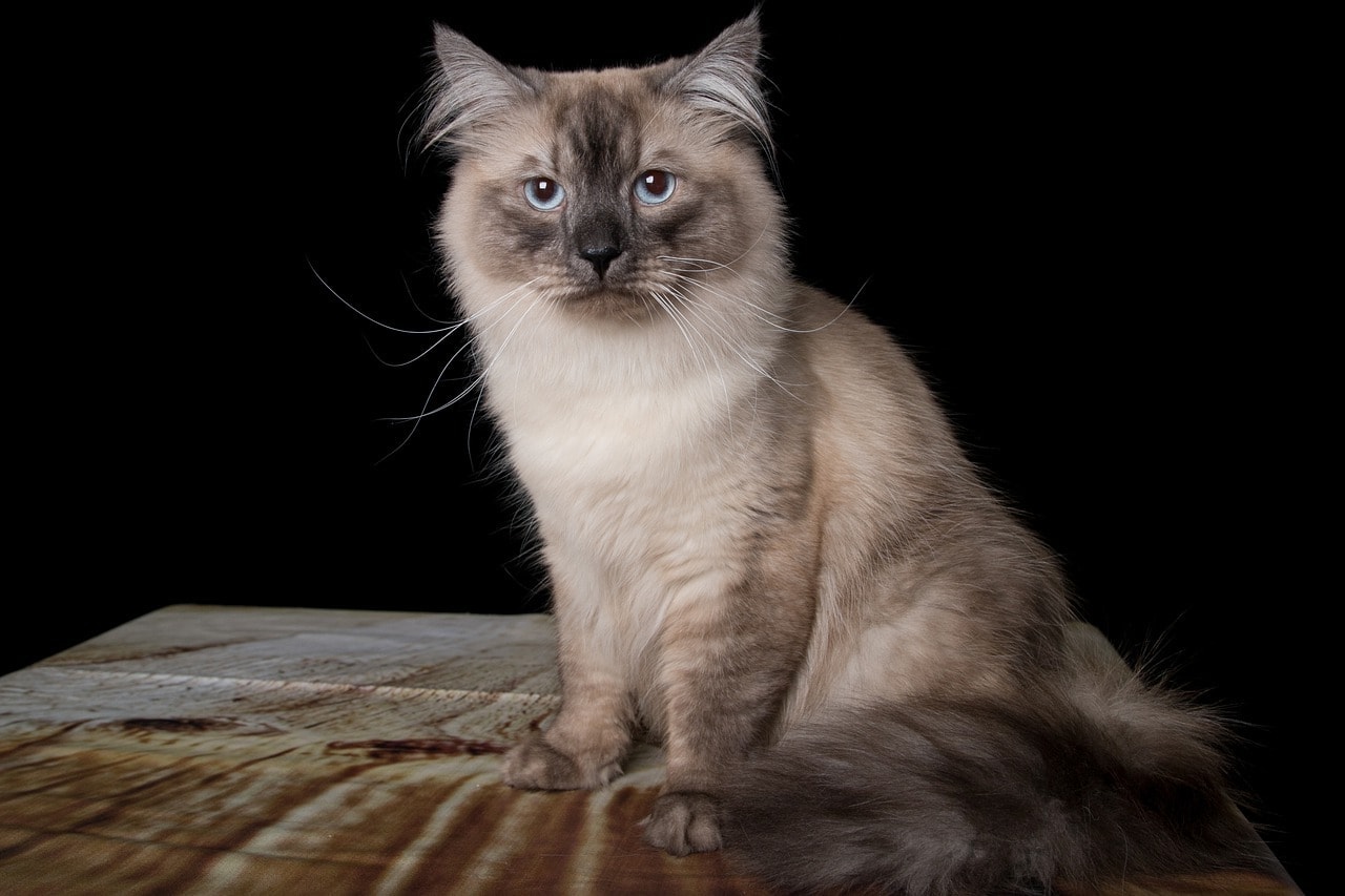 siberian cat sitting on a table