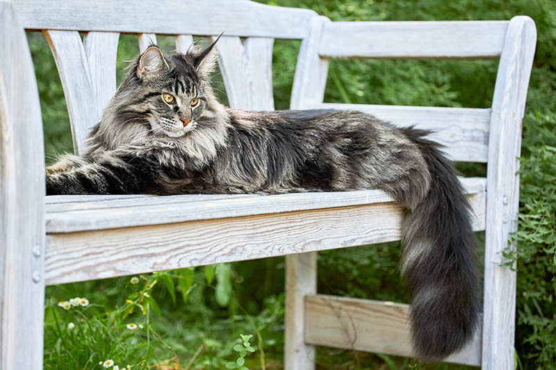 silver maine coon cat sitting on a bench