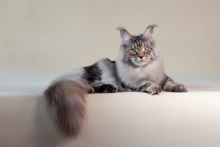 How Much Does A Maine Coon Cat Cost? 2025 Price Guide | Hepper Pet