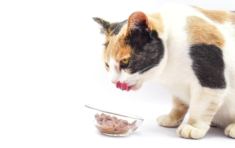 spotted-orange-black-white-cat-eating-fresh-wet-cat-food-from-bowl-licking-lips