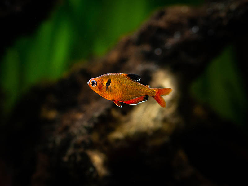 tetra serpae in a tank