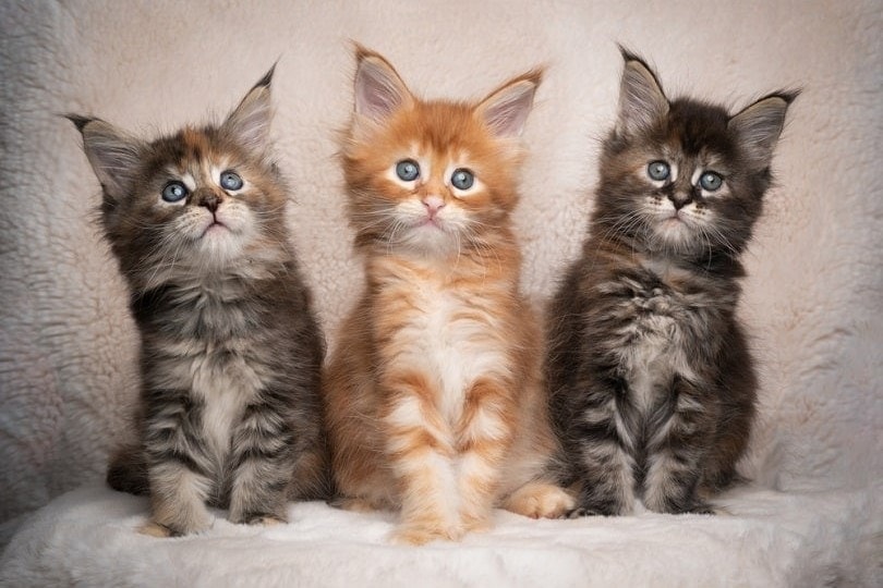 three different colored maine coon kittens