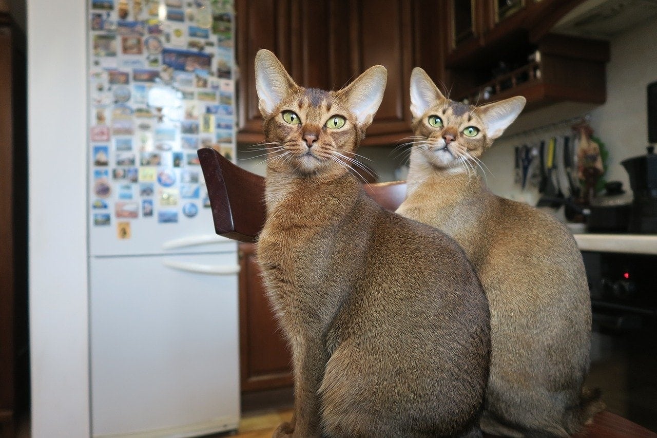 abyssinian