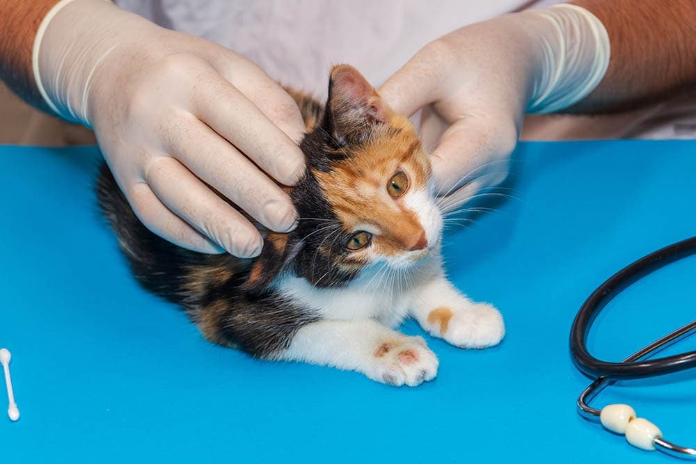 vet examining kitten with ringworm