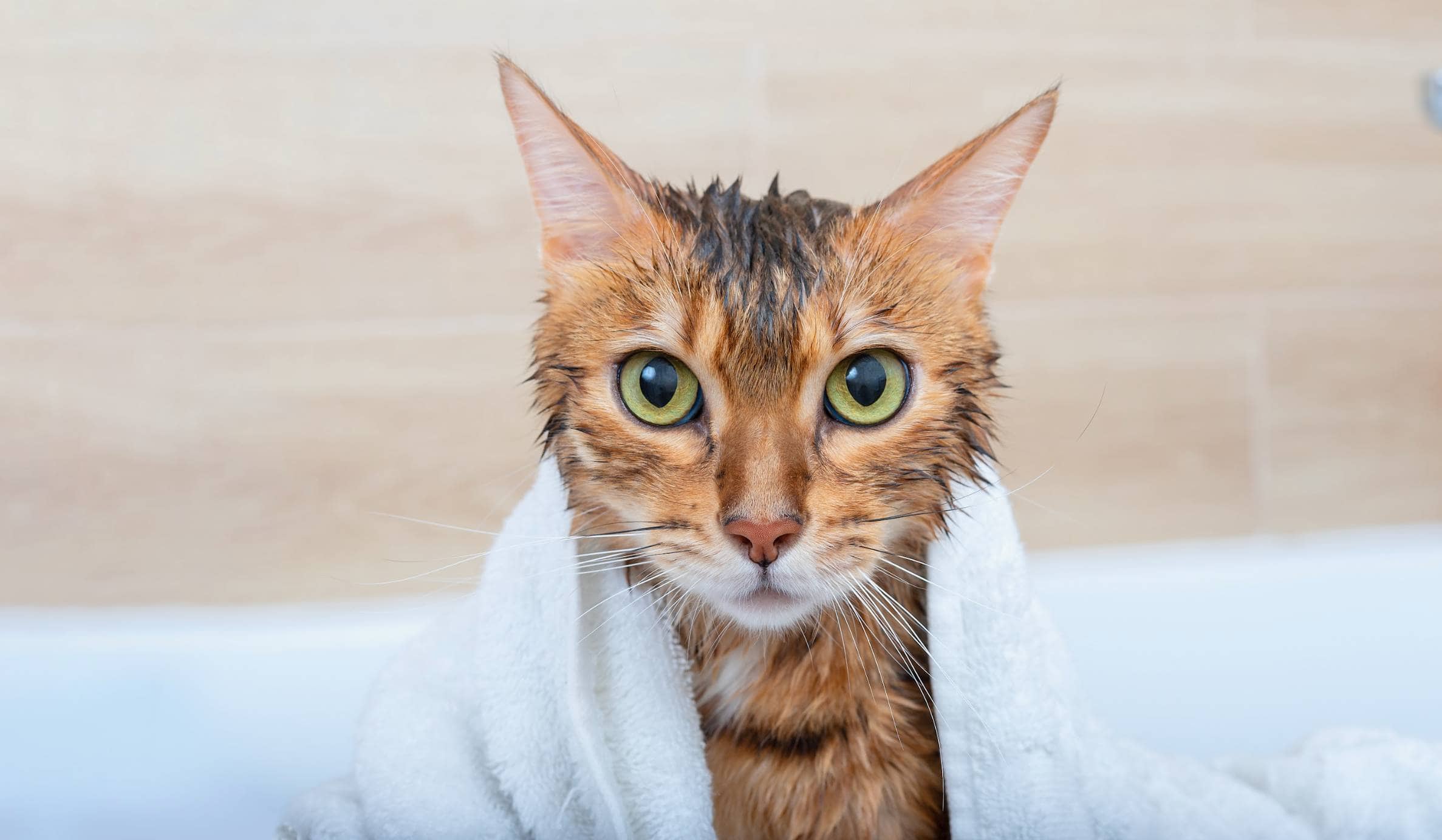 wet cat with towel