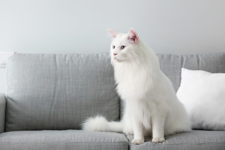 10 White Cat Breeds: Info, Pictures, Characteristics & More | Hepper ...