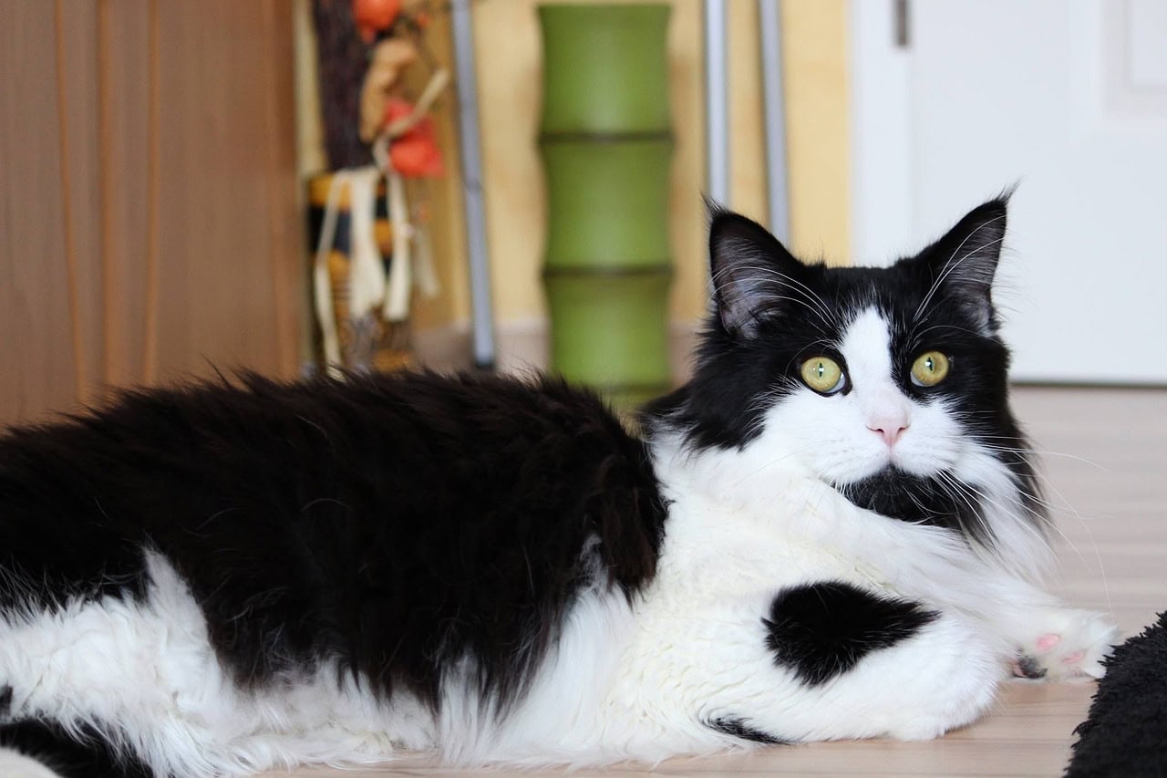 white and black maine coon cat_