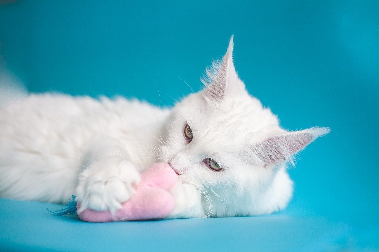 white maine coon playing