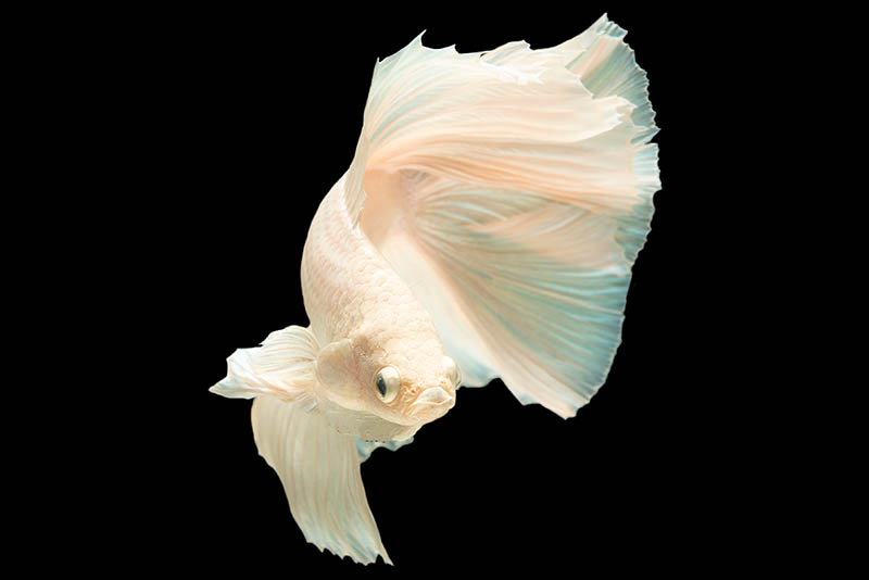 white opal betta fish on black background
