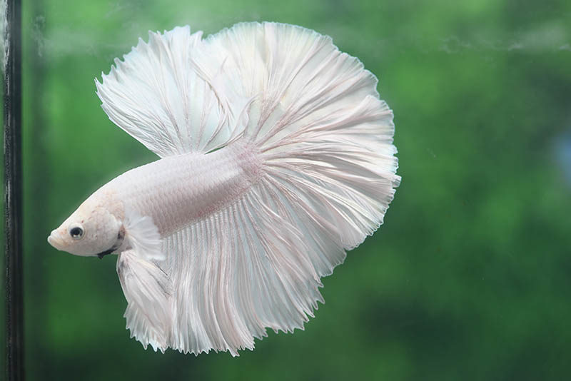 White Opal Halfmoon Betta fish up close
