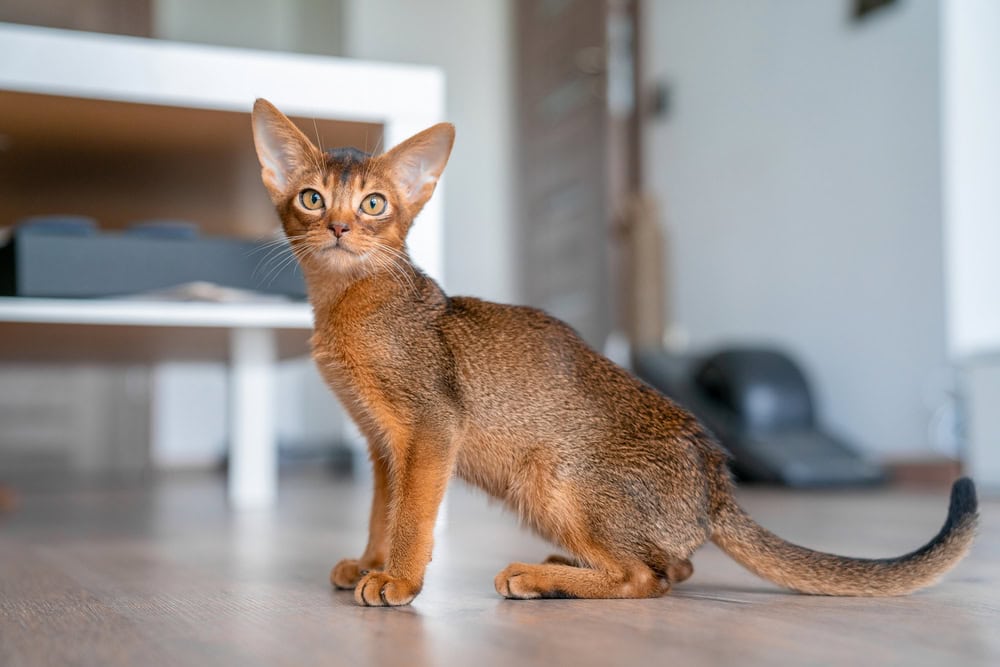 Abyssinian cat at home