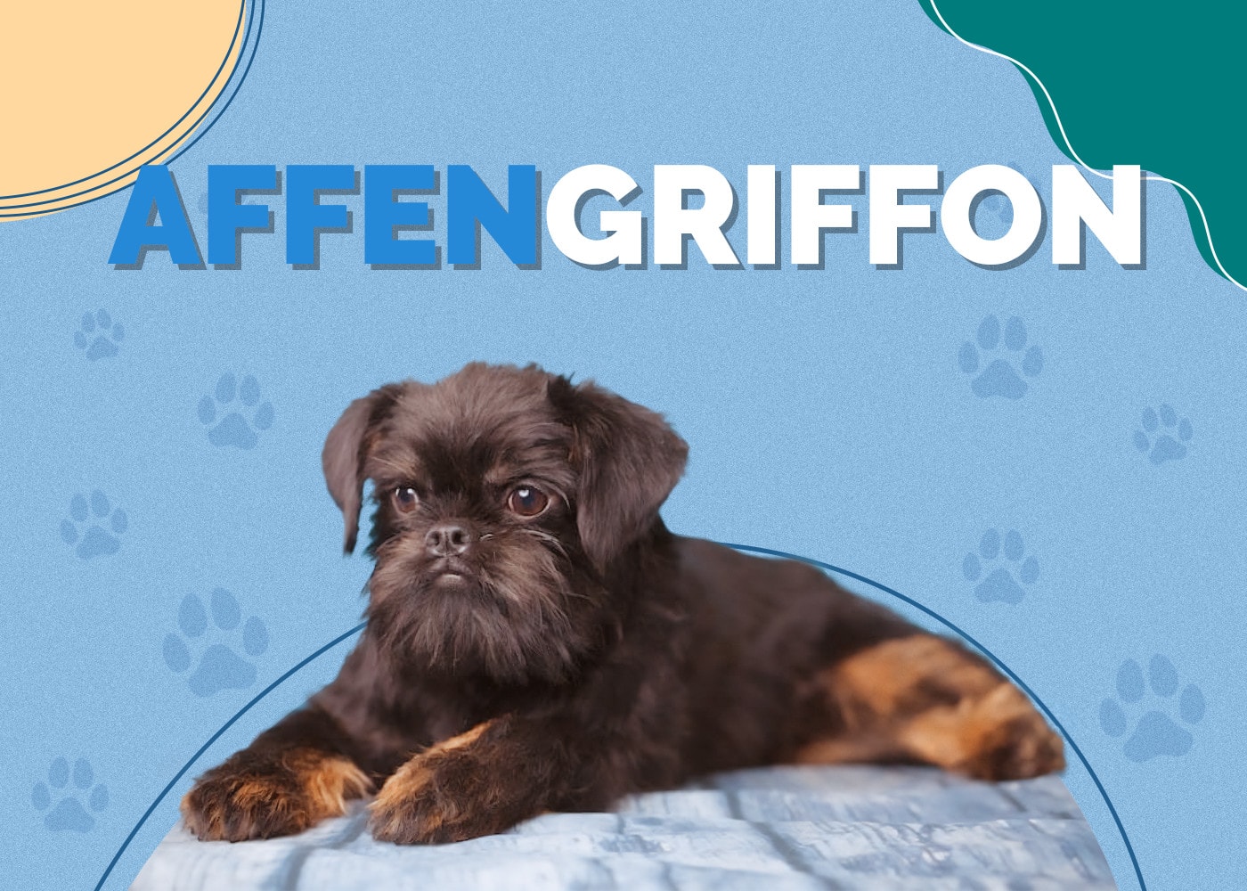 Affengriffon