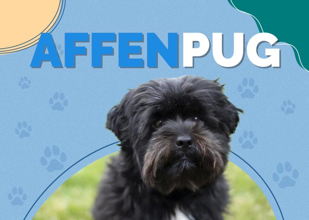 Affenpug (Affenpinscher & Pug Mix)