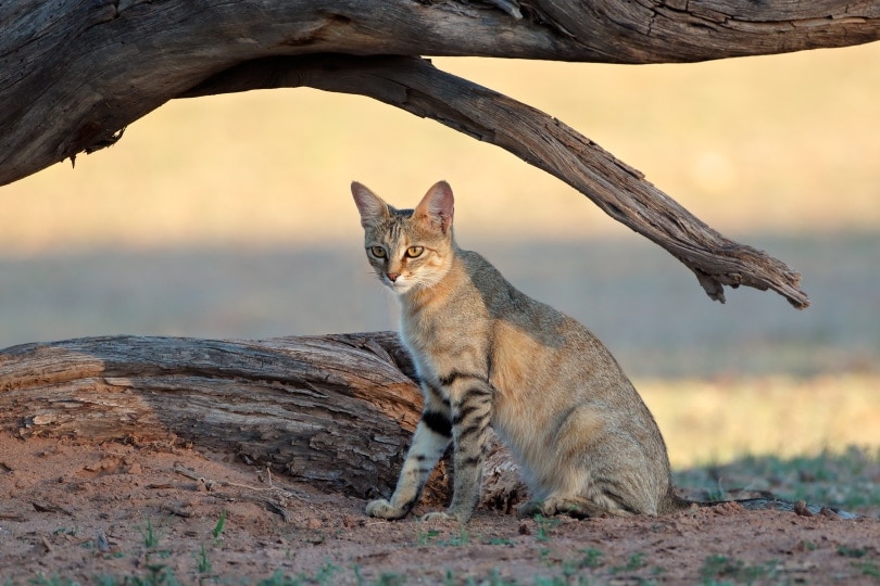 African wild cat
